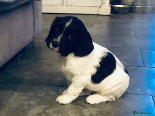 English Springer Spaniel dogs 🐾 KC registered ESS B&W puppy available 🐾 - Advert 2