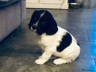 English Springer Spaniel dogs 🐾 Now reserved 🐾 - Advert 17