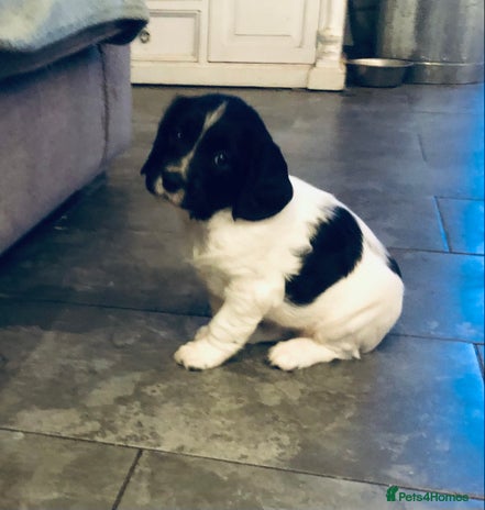 English Springer Spaniel dogs 🐾 KC registered ESS B&W puppy available 🐾 - Advert 3