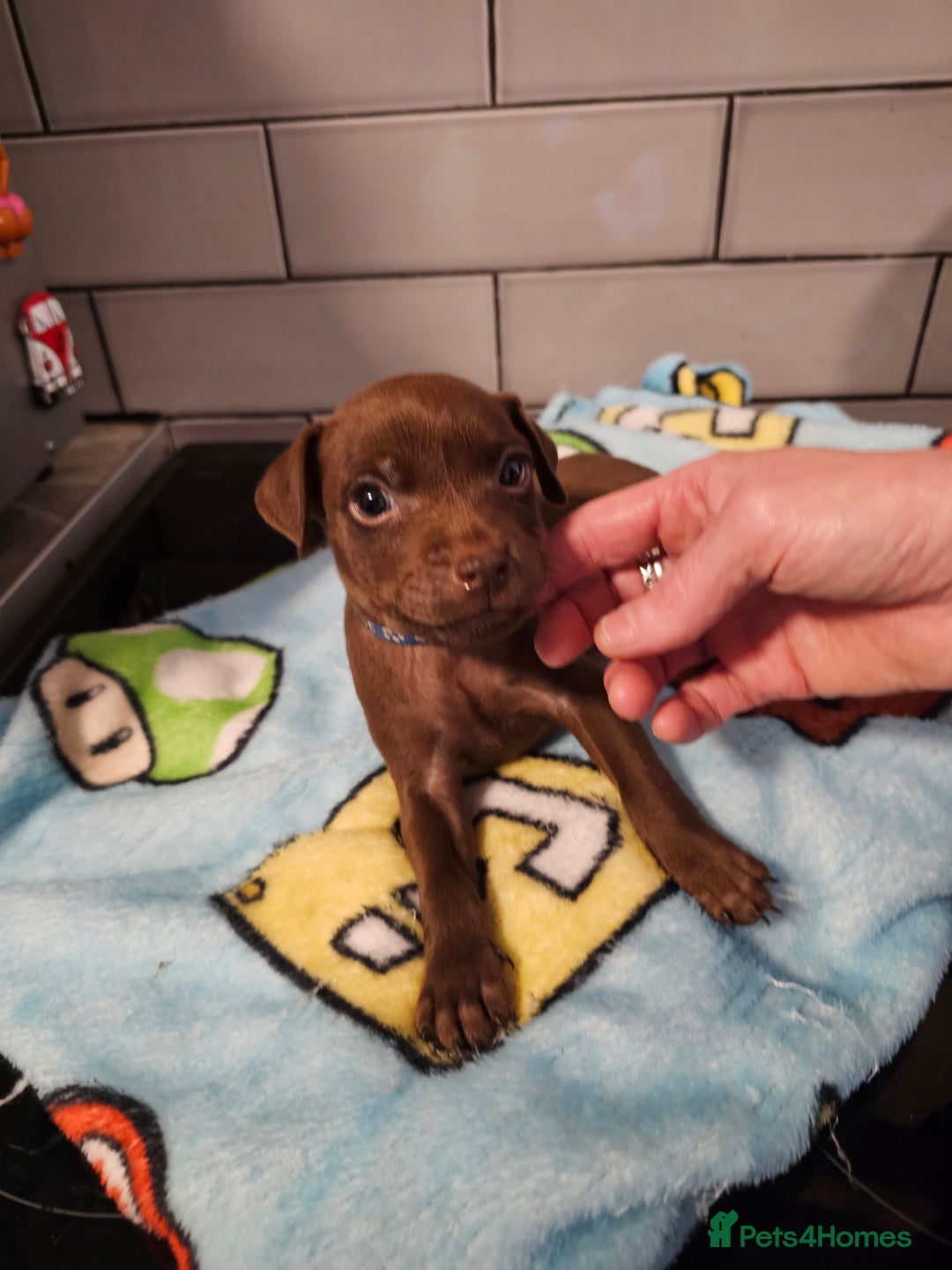 Patterdale Terrier dogs for sale: BEAUTIFUL PATTERDALE TERRIERS FOR SALE  - Advert 7