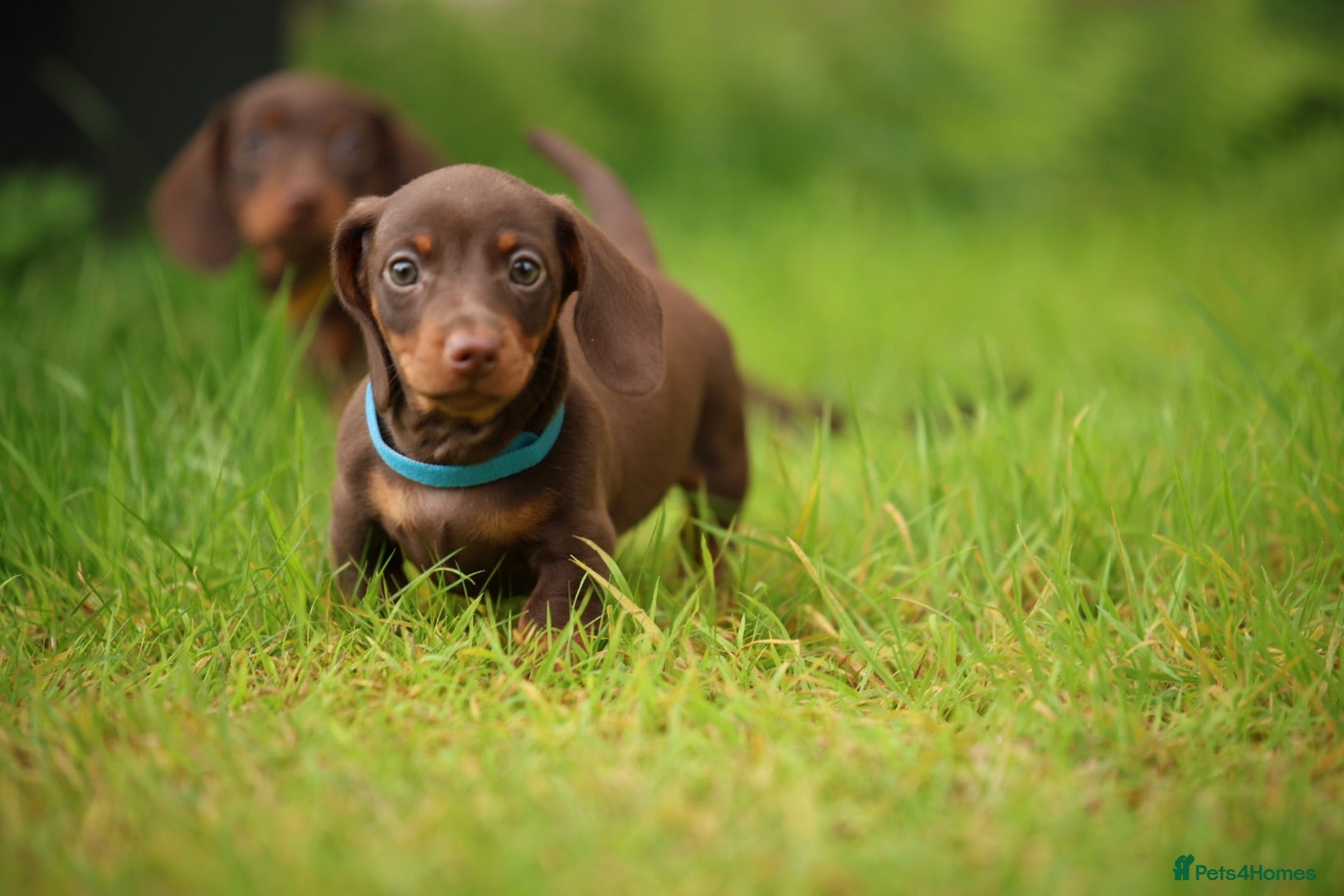 Miniature Dachshund dogs Miniature dachshund  - Advert 17