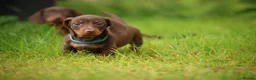 Miniature Dachshund dogs for sale: Miniature dachshund  - Advert 6