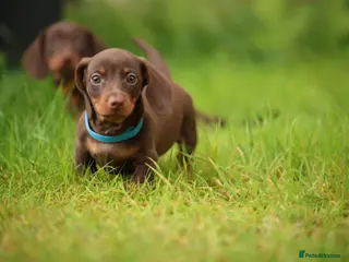 Miniature Dachshund dogs Miniature dachshund - Advert 17