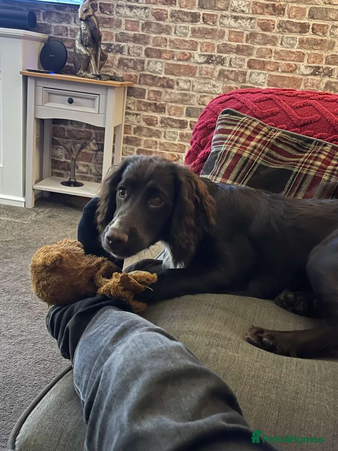 Cocker Spaniel dogs for sale: Gorgeous cocker spaniel  - Advert 11