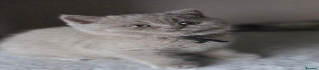 British Shorthair Kitten 3