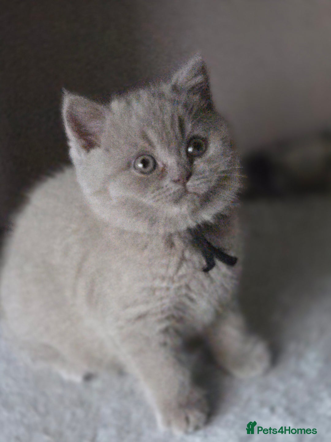 British Shorthair cats for sale: Gccf registered British shorthair kittens Lilac  - Image 7