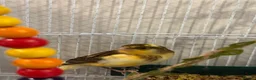 Canaries birds for sale:  Baby Canary for SALE in Lincoln - Advert 4