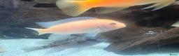 Cichlids fish for sale: Mix of CichlidS and others  - Advert 3