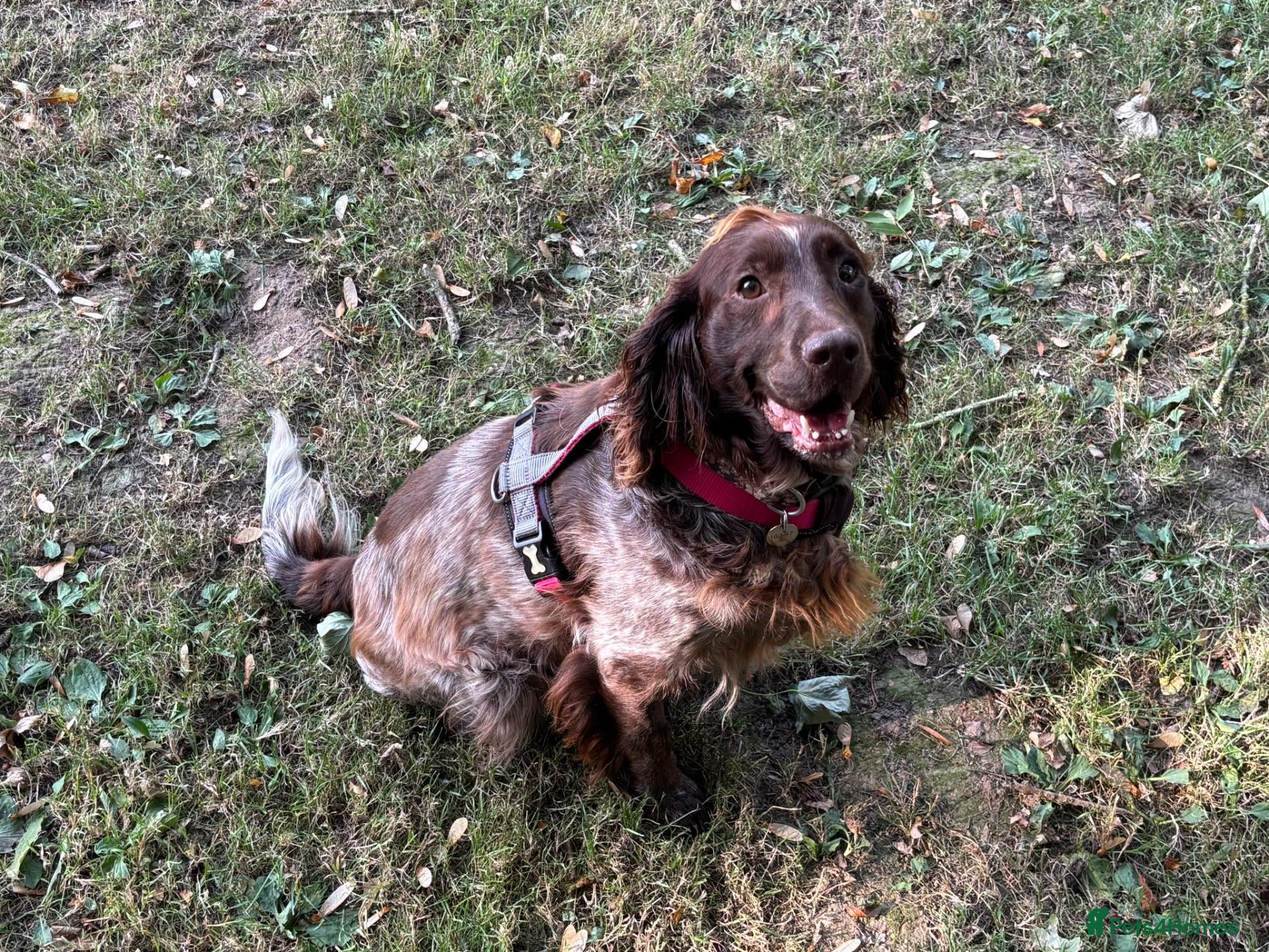 Sprocker dogs Bonnie - Advert 1