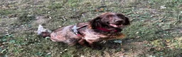 Sprocker dogs for adoption: Bonnie - Advert 1