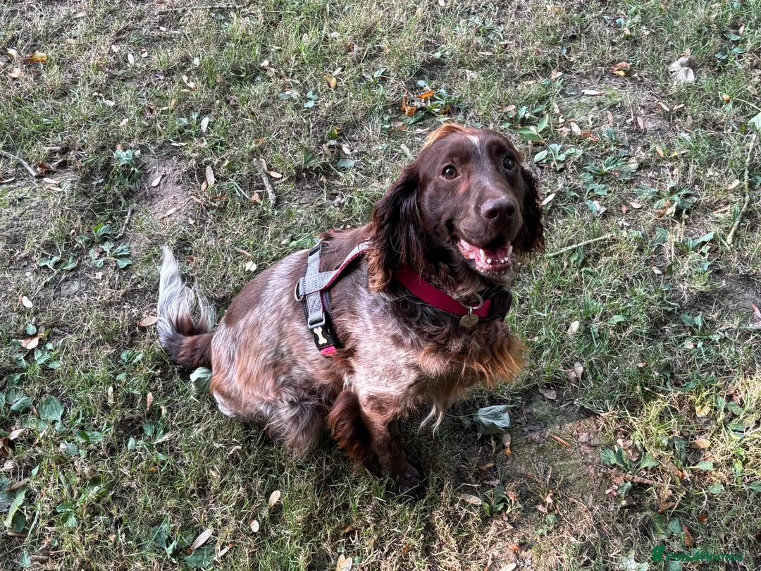 Sprocker dogs for adoption: Bonnie - Advert 1
