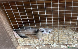 Ferret rodents for sale: Micro Ferrets for sale adult - Image 7
