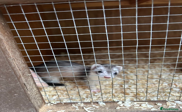 Ferret rodents - Advert 1
