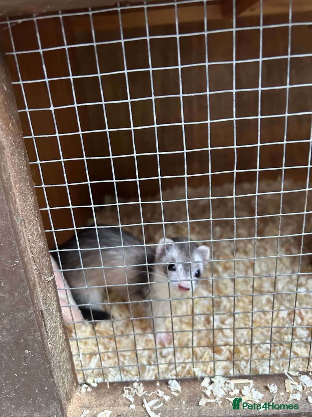 Ferret rodents for sale: Micro Ferrets for sale adult - Image 7