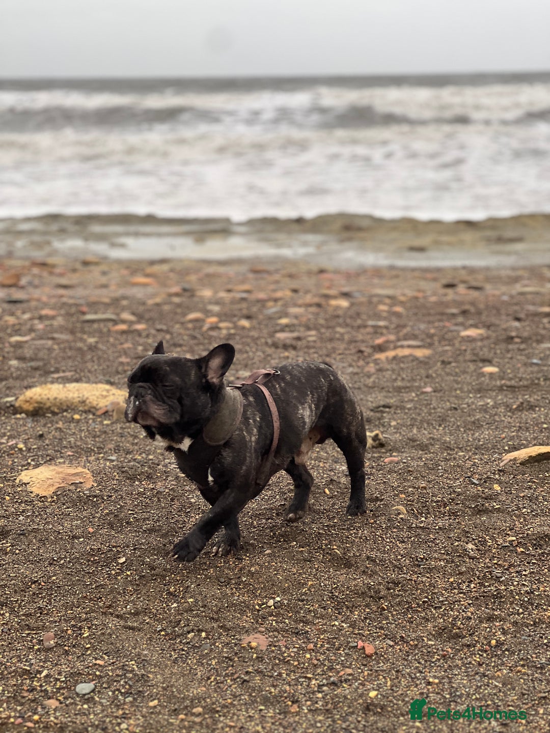 French Bulldog dogs for sale: Urgent home needed for pet  - Advert 9