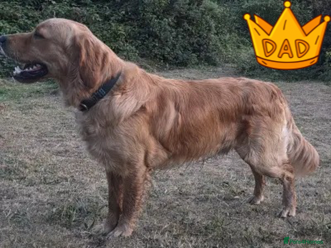 Golden Retriever dogs for sale: KC Dark Golden Retrievers 🧬 Health Tested Parents - Advert 9