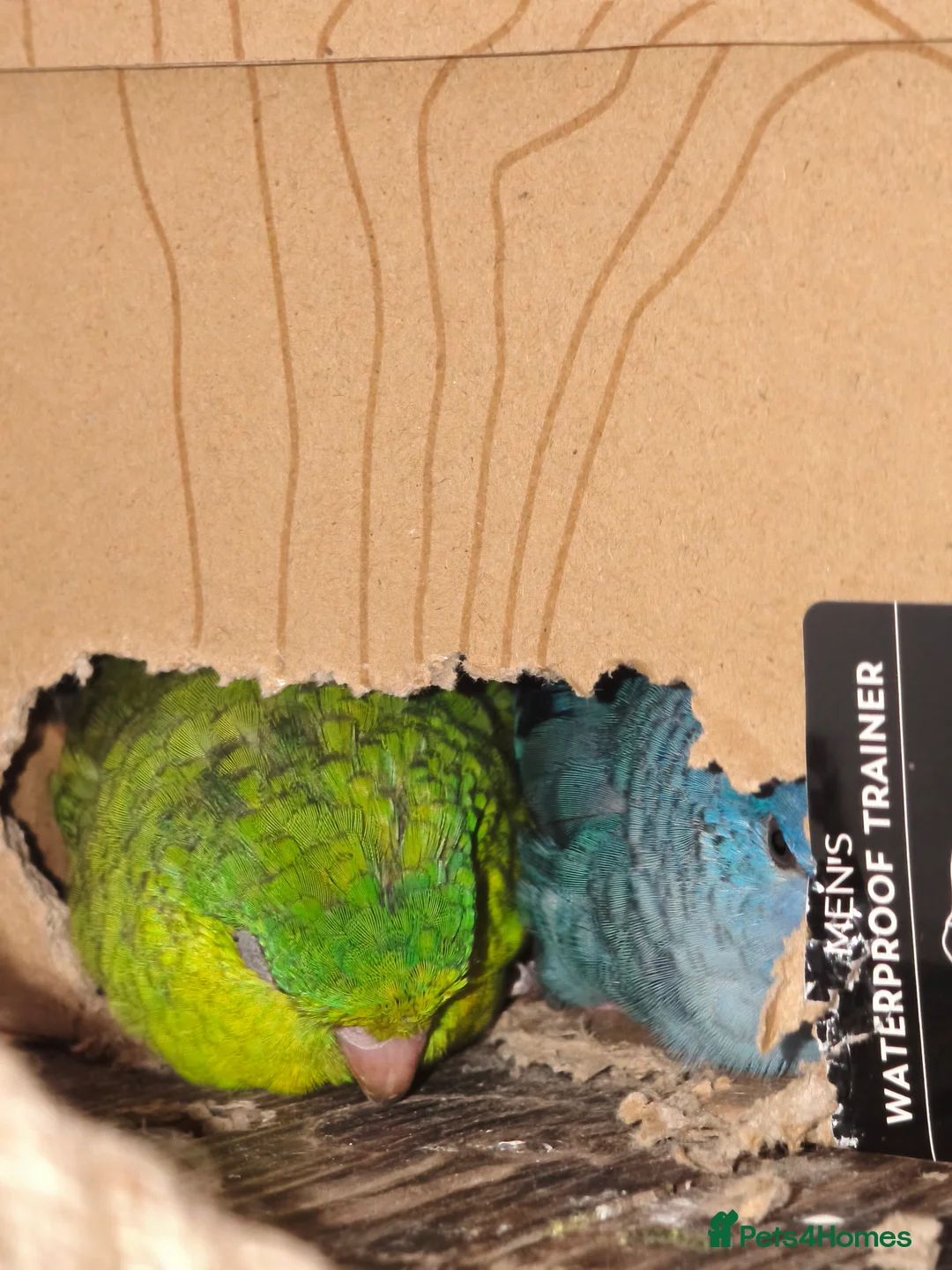 Parakeets birds for sale: Pair of male linoated parakeets  - Advert 2