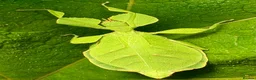 Stick Insects invertebrates for sale: Phyllium letiranti nymphs (leaf / stick insects) - Advert 8