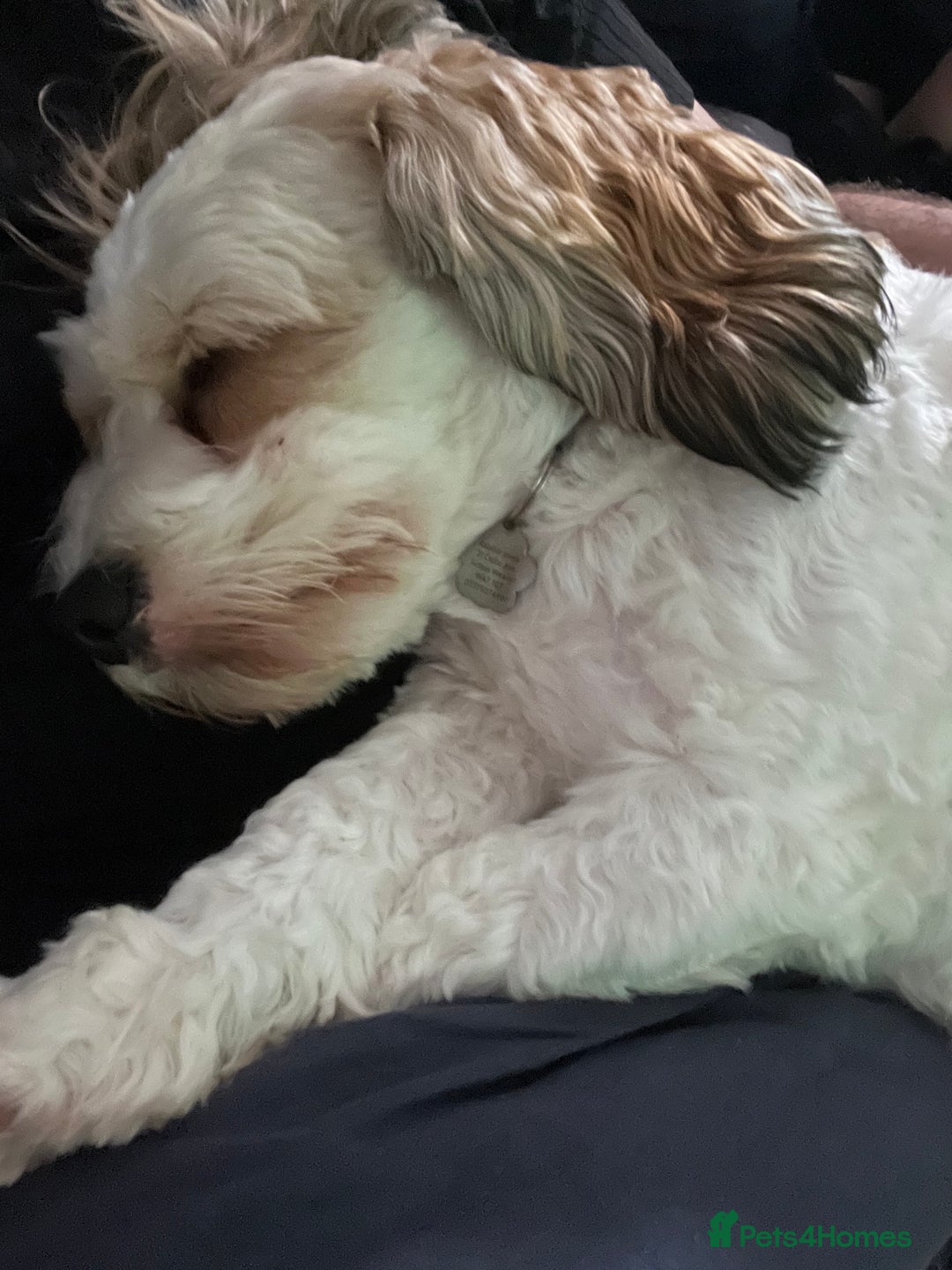 Cavachon dogs for sale: Ralphie (Neutered Cavachon)  - Image 8