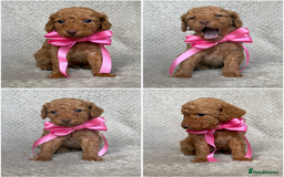 Mixed Breed dogs for sale: Cockapoo x Cavapoochon puppies 🐶 - Image 8