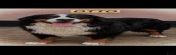 Bernedoodle dogs for sale: FI health tested Bernedoodles  - Advert 4