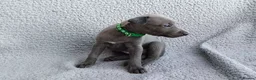Whippet dogs for sale: KC Registered True to type whippets - Advert 15