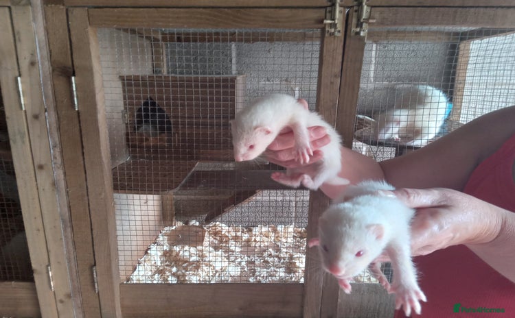 Ferret rodents - Advert 3