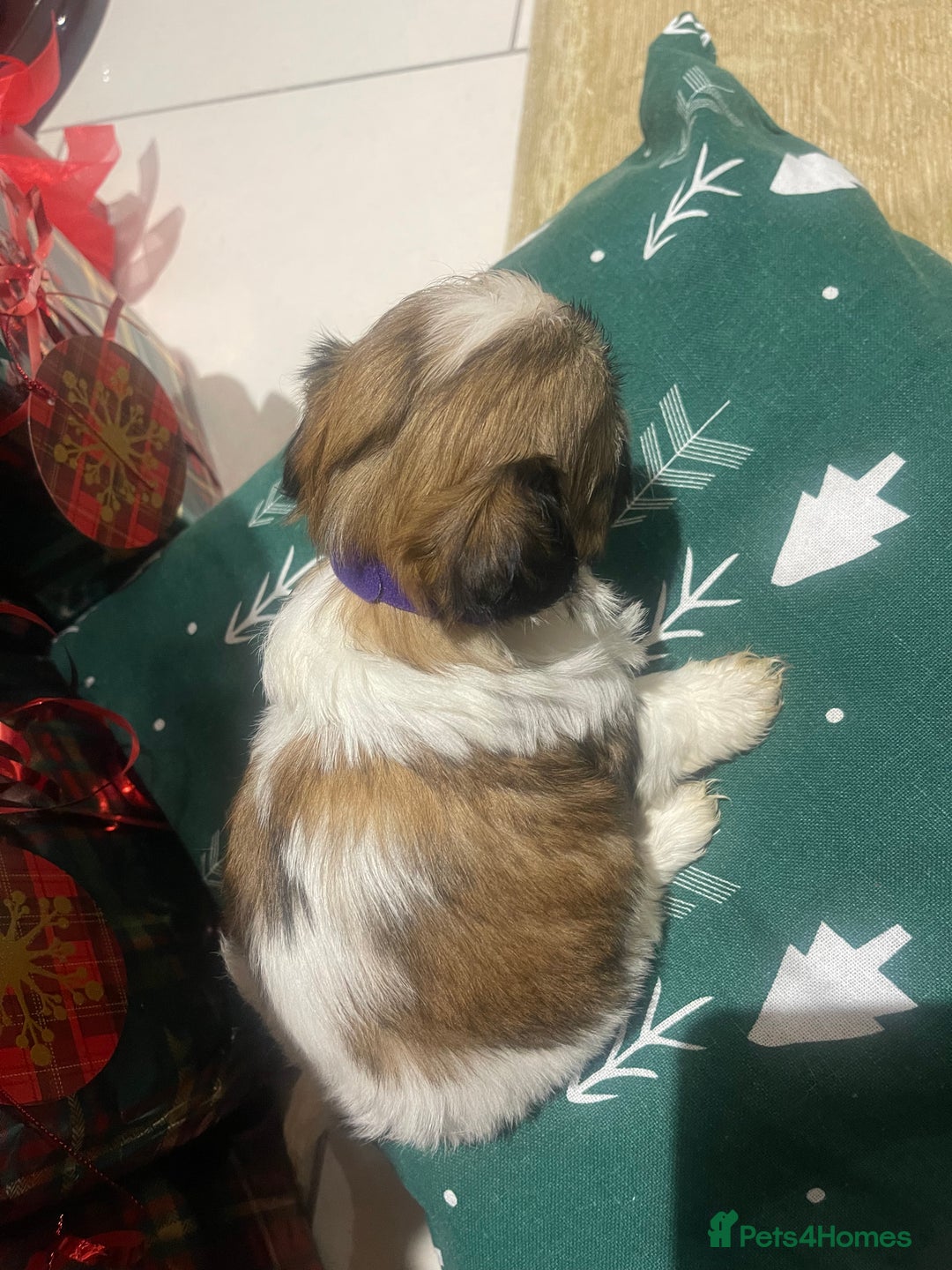 Shih Tzu dogs for sale: Shih tzu  puppies  - Advert 8