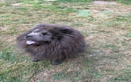 Chow Chow dogs for sale: Beautiful chow chow - Image 4
