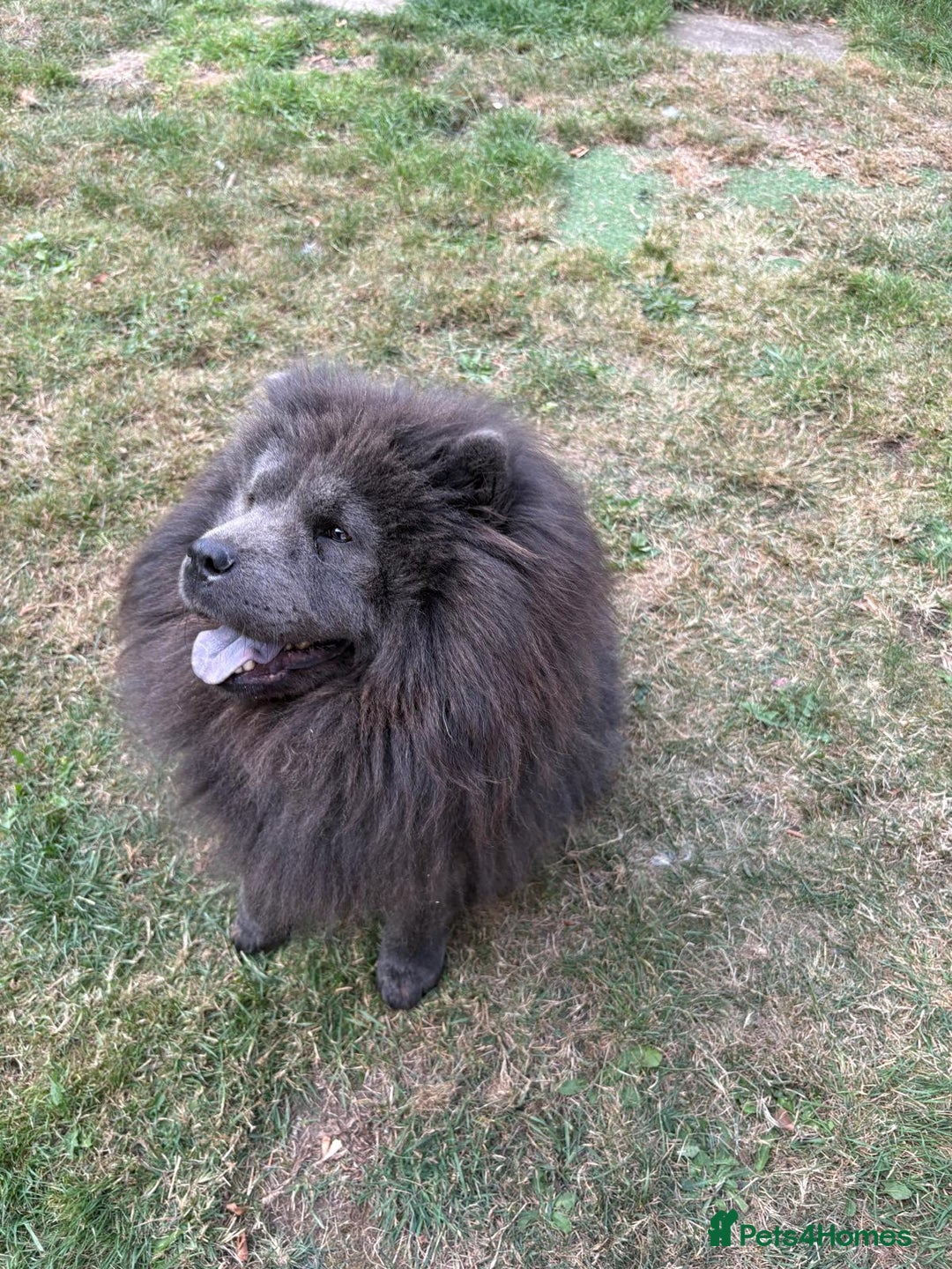 Chow Chow dogs for sale: Beautiful chow chow - Image 4