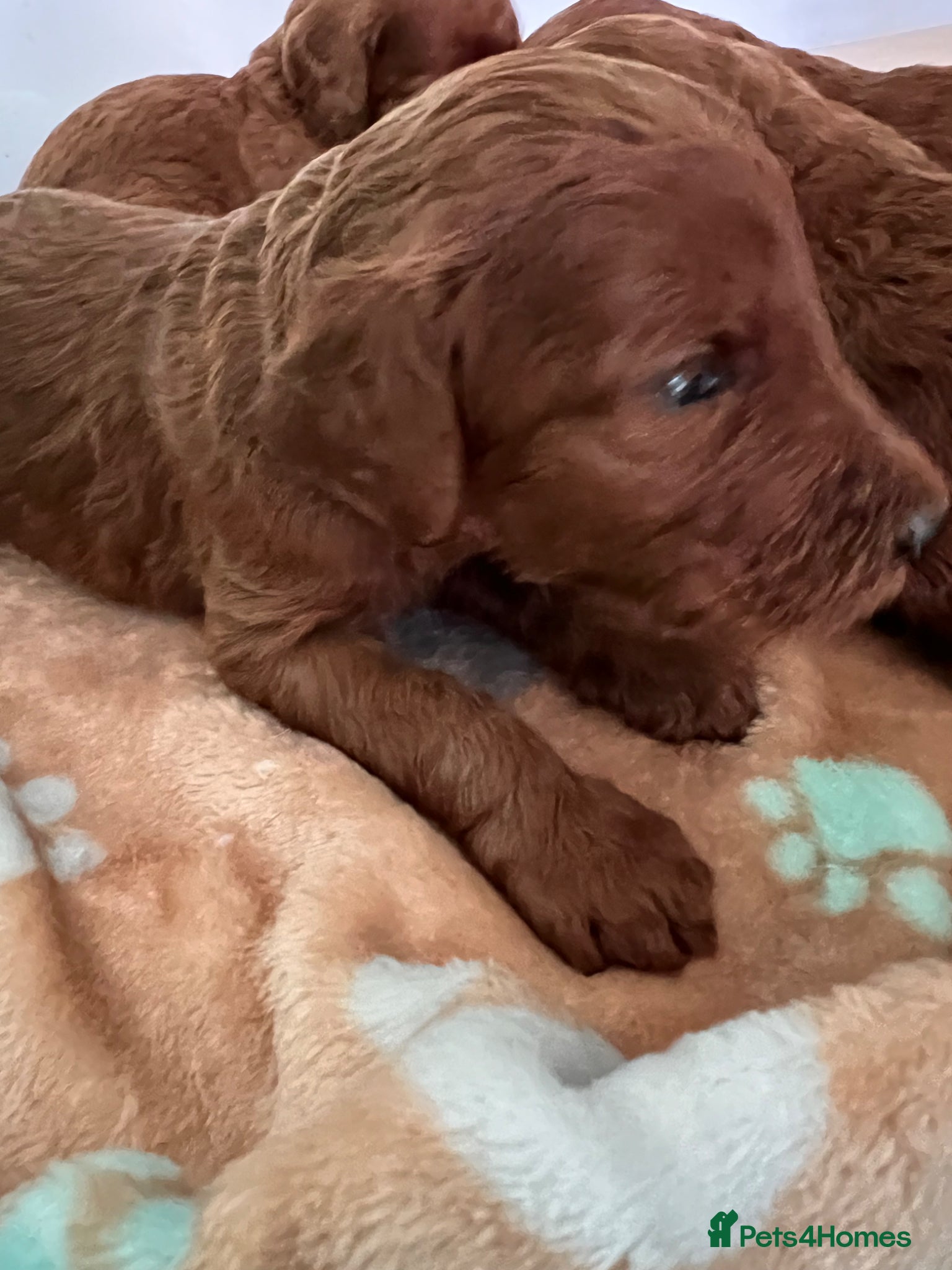 Irish Doodle dogs Beautiful F1Standard Irish doodle puppies  - Advert 7