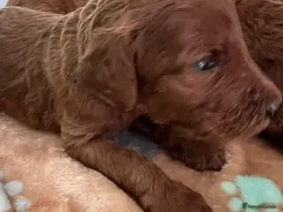 Irish Doodle dogs Beautiful F1Standard Irish doodle puppies - Advert 7