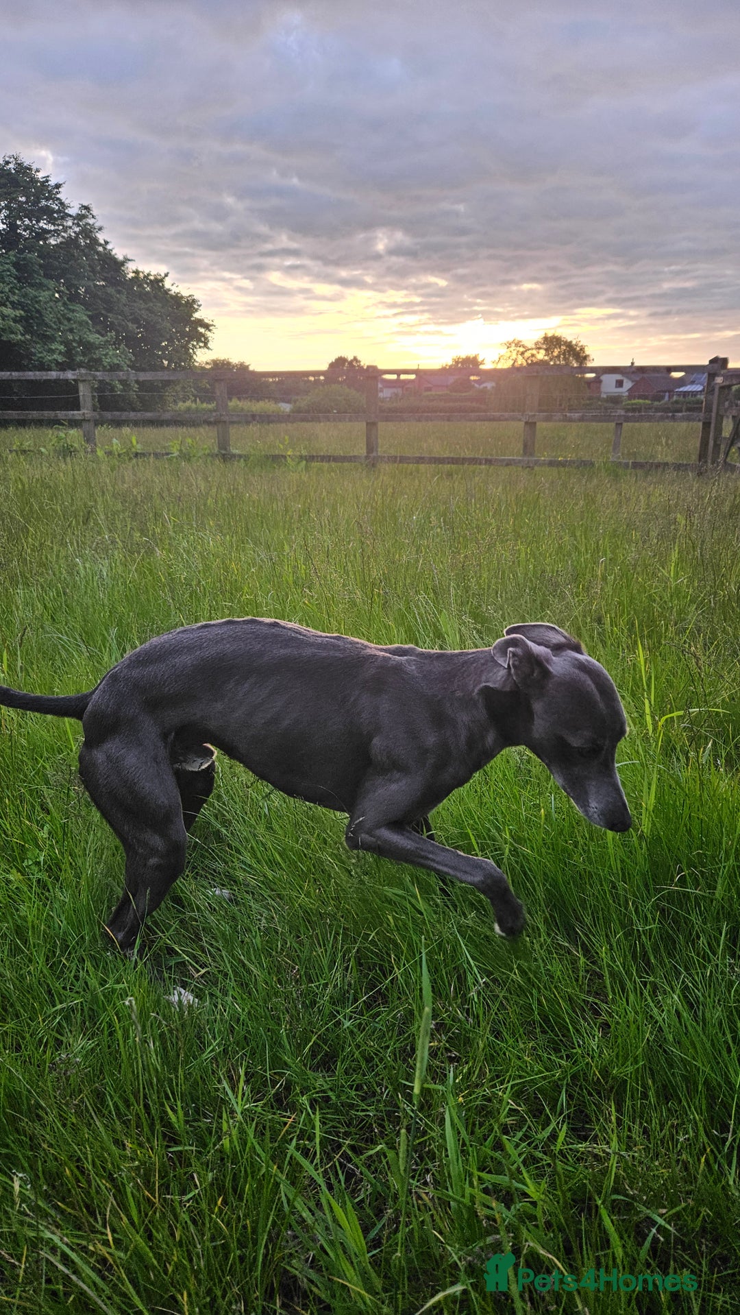 Whippet dogs for stud: Socks blue whippet stud  - Advert 2