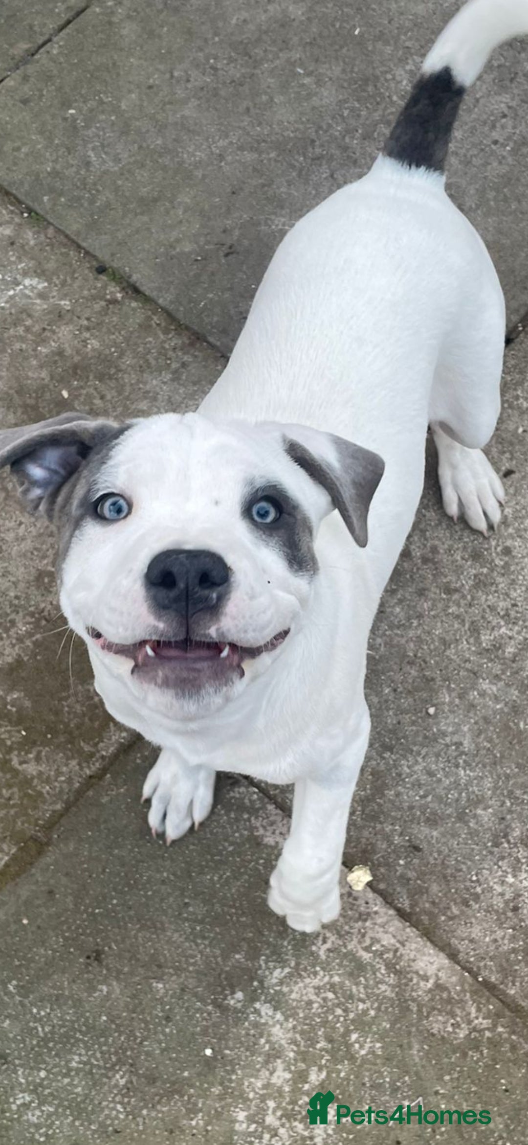 Mixed Breed dogs for sale: 1 year Old staffy×cane corso male  - Advert 1