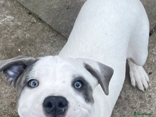 Mixed Breed dogs 1 year Old staffy×cane corso male - Advert 2