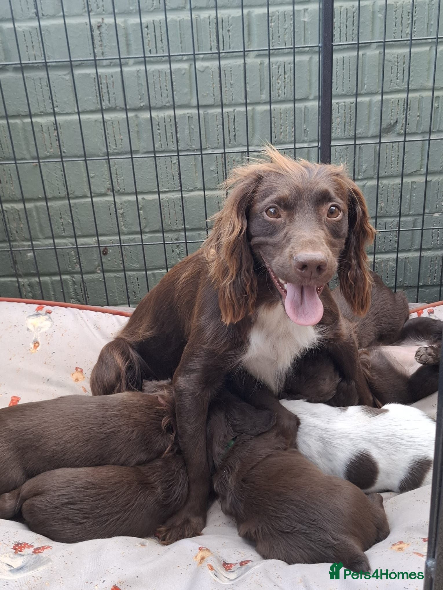 Sprocker dogs Sprocker puppies - Advert 5