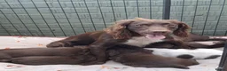 Sprocker dogs for sale: Sprocker puppies in Leicester - Advert 1