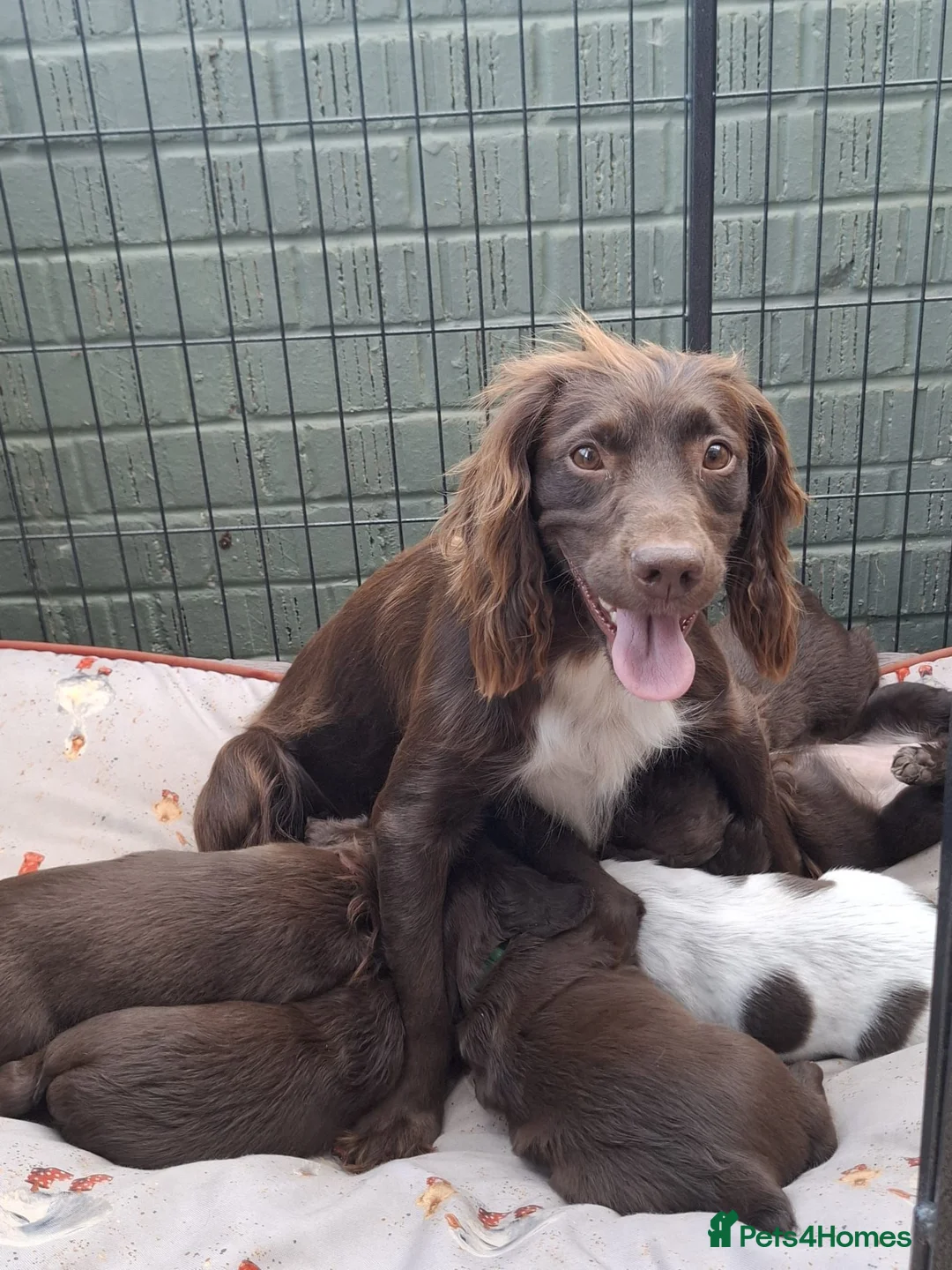 Sprocker dogs for sale: Sprocker puppies in Leicester - Advert 1
