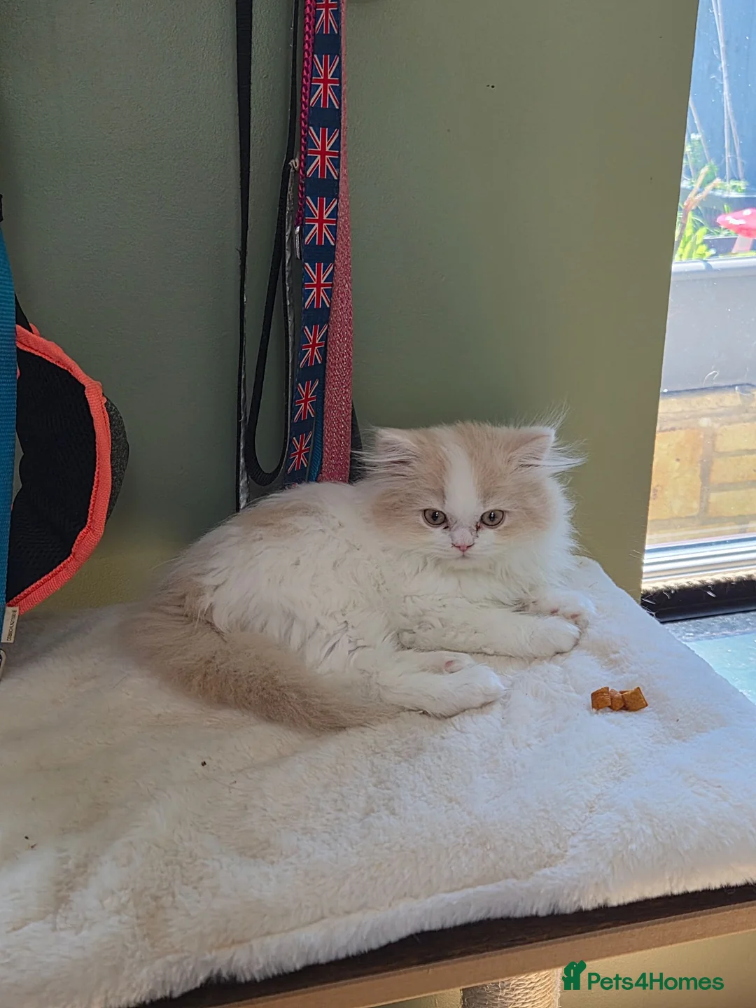 British Longhair cats for sale: Stunning boy - Advert 10