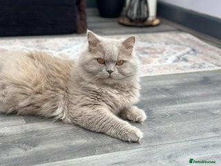 British Longhair cats in Birmingham - Advert 14