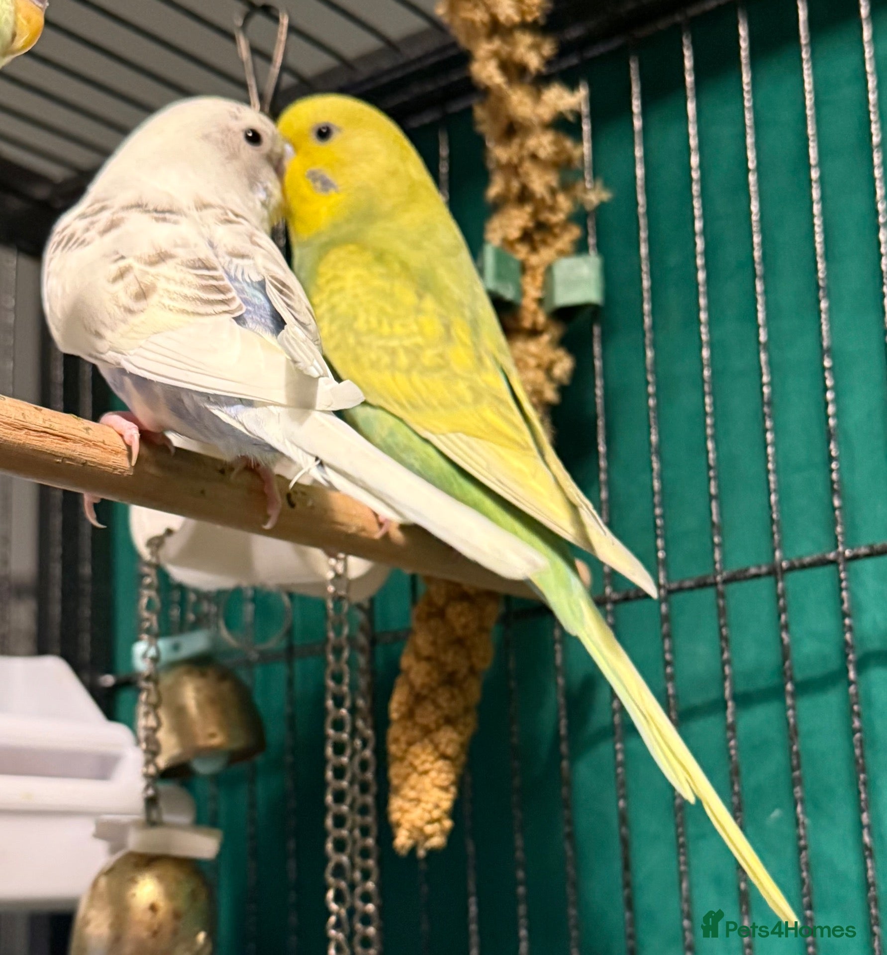 Budgerigars birds for sale: Budgies available 12 Weeks Old  PLS READ AD  - Advert 2