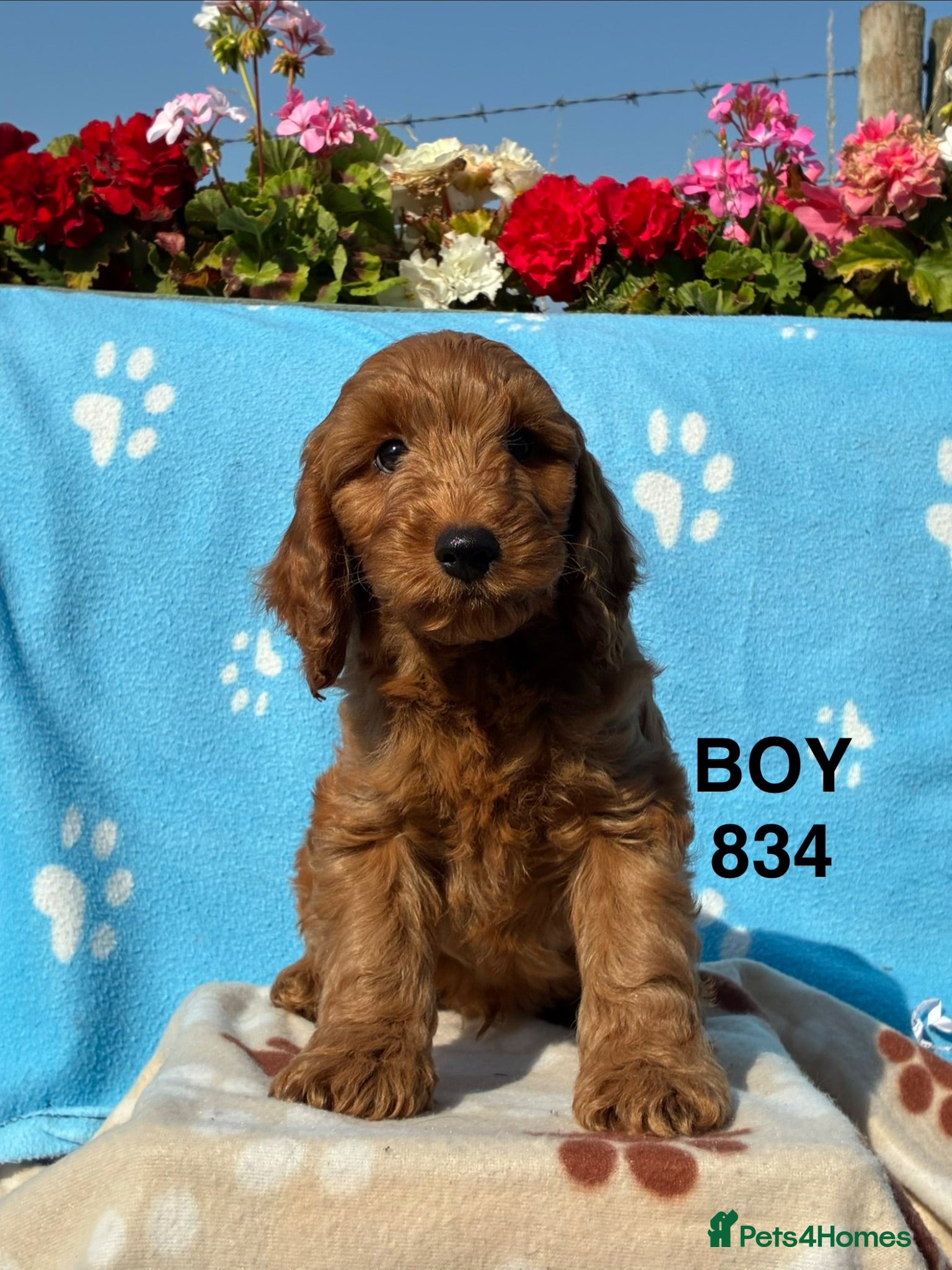 Cockapoo dogs F1 Cockapoo Puppies Available - Advert 1