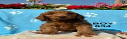 Cockapoo dogs for sale: F1 Cockapoo Puppies Available - Advert 1