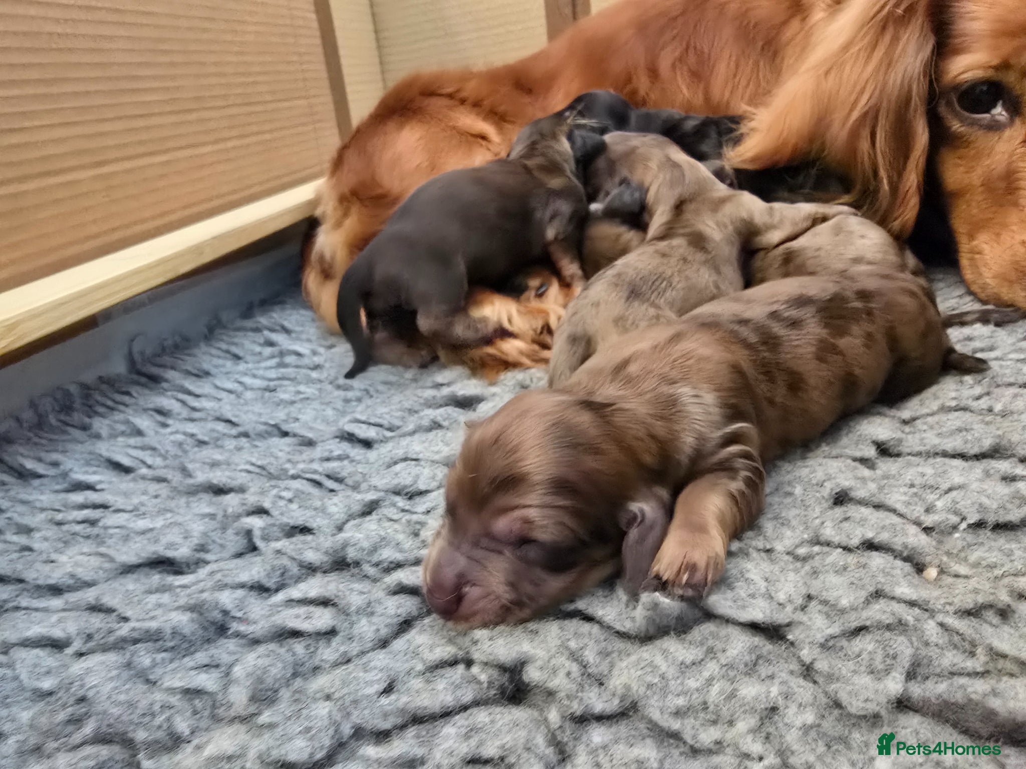 Dachshund dogs for sale: Standard Long Haired Dachshunds - Advert 6