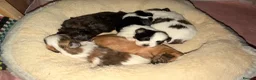 Mixed Breed dogs for sale: Malshipoo puppies in Forfar - Advert 18