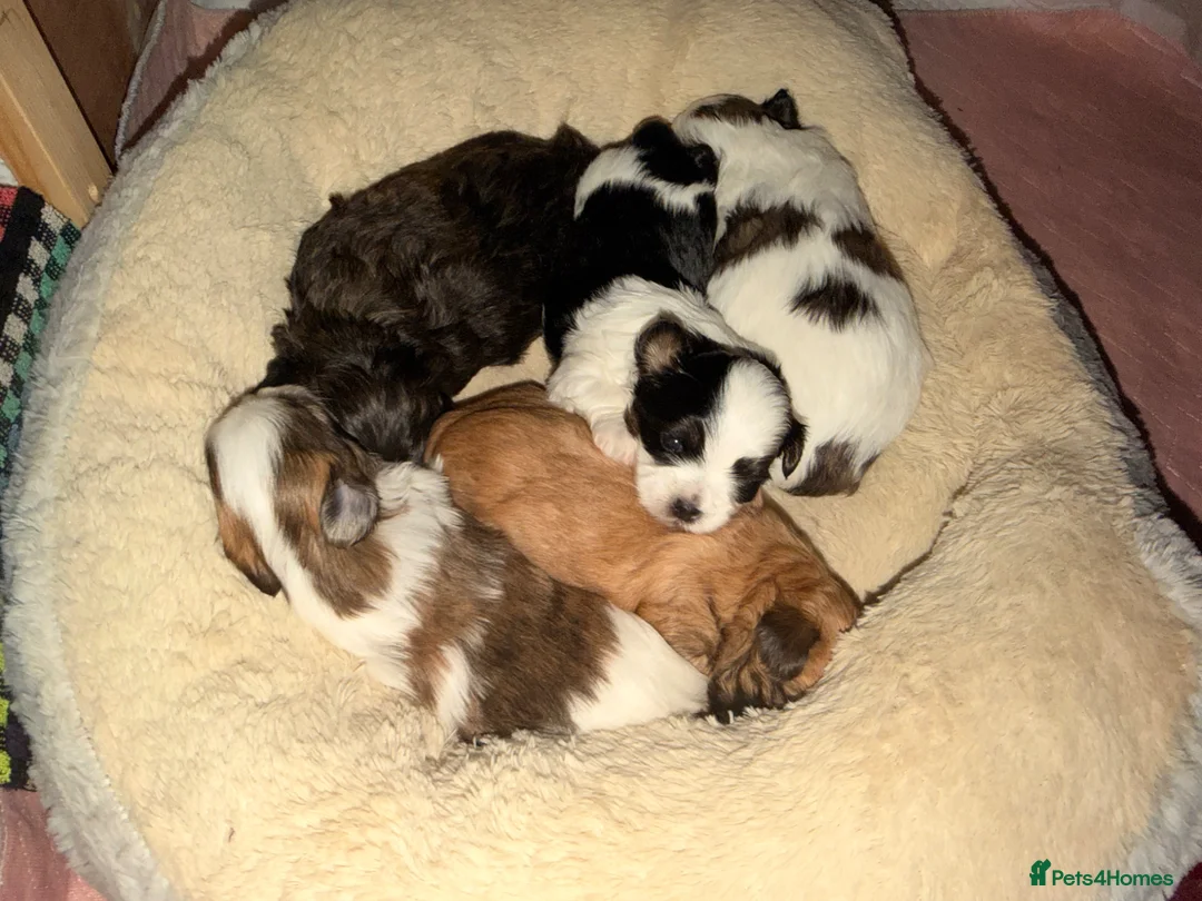 Mixed Breed dogs for sale: Malshipoo puppies in Forfar - Advert 18