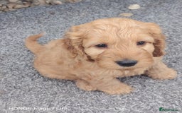 Cockapoo dogs for sale: Cockapoo puppies  - Image 3
