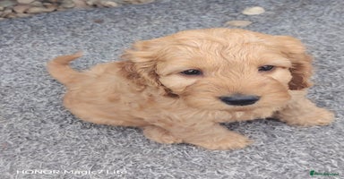 Cockapoo dogs - Advert 2