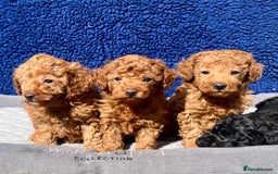 Toy Poodle dogs for sale: STUNNING TOY POODLES KC REG HEALTH TESTED  - Image 2