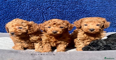 Toy Poodle dogs - Advert 5